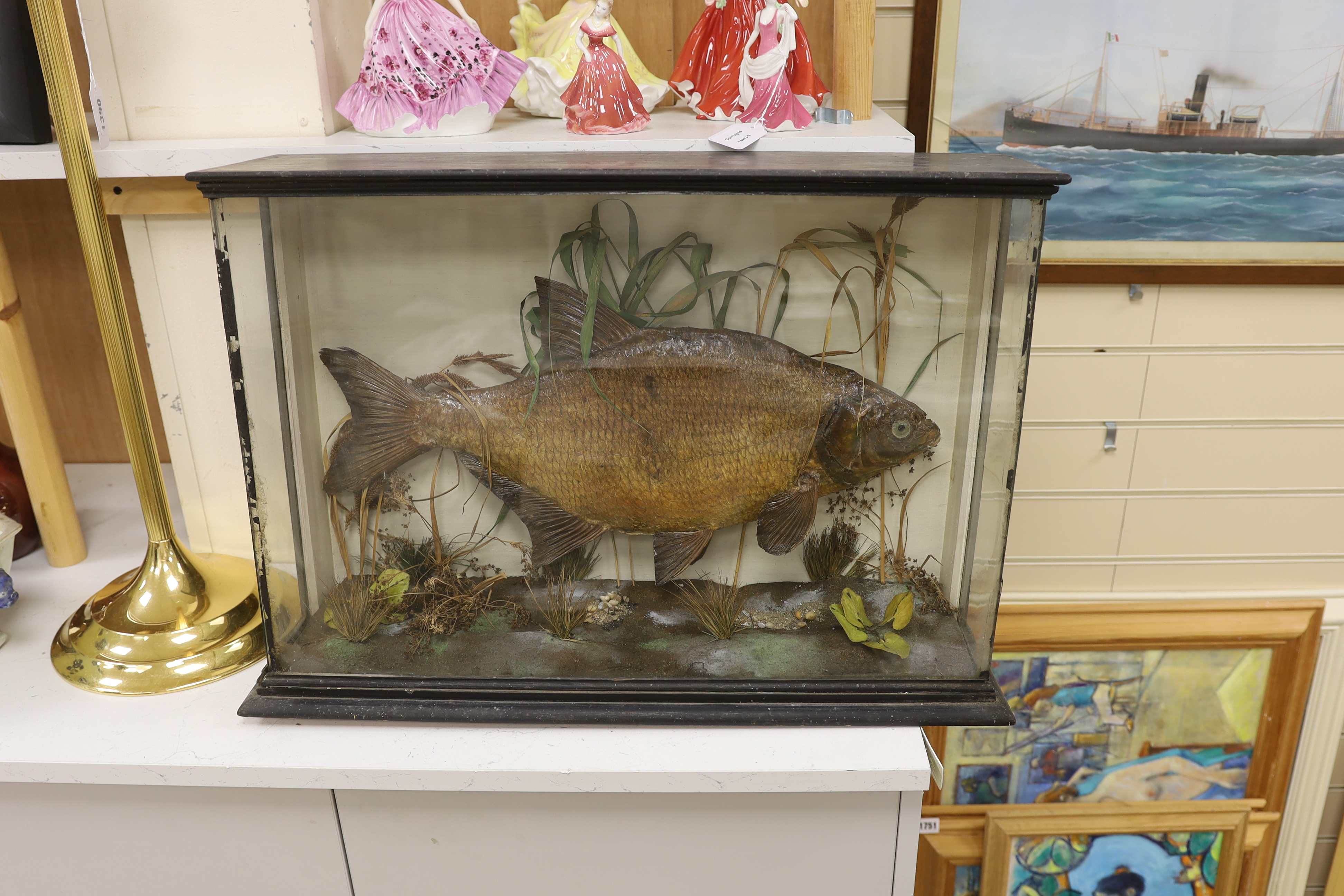 A cased taxidermy bream, label to reverse reads ‘Mounted by A. Ellis, Taxidermist, Stamford’